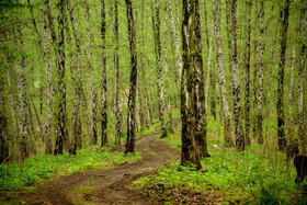 مرداب قادیکلای بزرگ قائمشهر