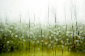 مرداب قادیکلای بزرگ قائمشهر