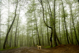مرداب قادیکلای بزرگ قائمشهر