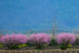 بهار در مزارع استان گلستان