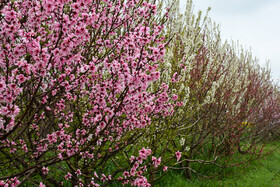 بهار در مزارع استان گلستان
