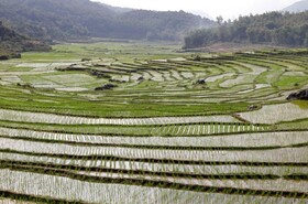 ادامه ممنوعیت صادرات برنج ویتنام