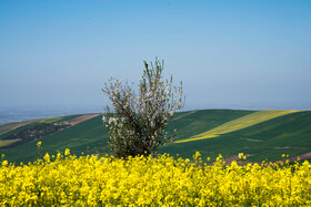 مزارع کلزا در استان مازندران