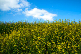مزارع کلزا در استان مازندران