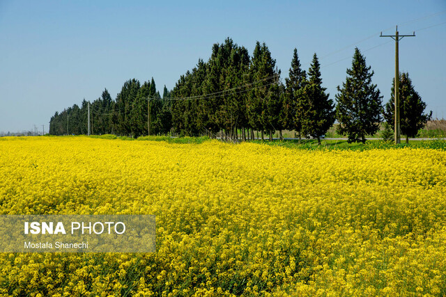 آغاز کشت پاییزه کلزا در ۹۰۰۰ هکتار از مزارع قزوین