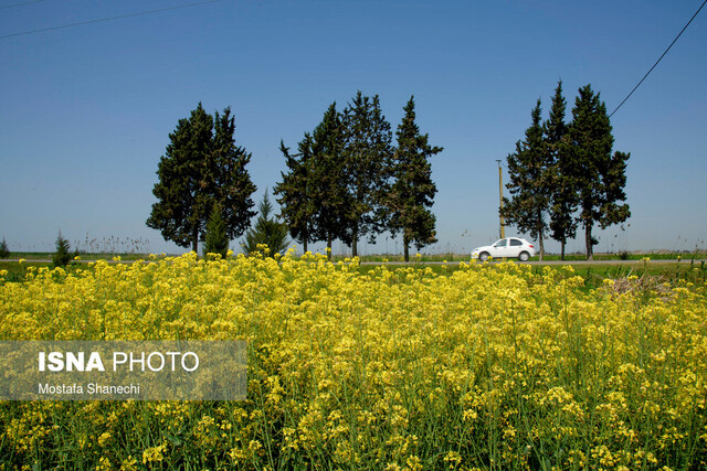 افزایش دوبرابری سطح زیر کشت کلزا در سیستان و بلوچستان 
