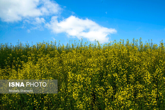 عکس از آرشیو کشت کلزا برای تولید پایدار گندم در تربتجام ضروری است