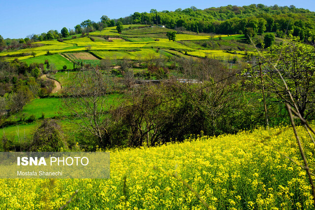 ۳۰ هزار هکتار از مزارع مازندران امسال زیر کشت کلزا می‌رود