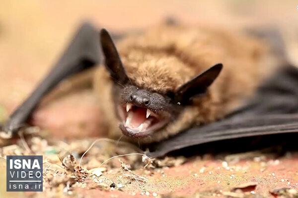 ویدئو / از دلایل تفاوت نرخ مرگ‌ومیر کرونا تا بررسی رفتار اجتماعی خفاش‌ها