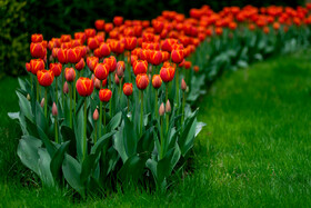 جشنواره لالههای کرج