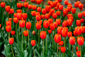 جشنواره لالههای کرج