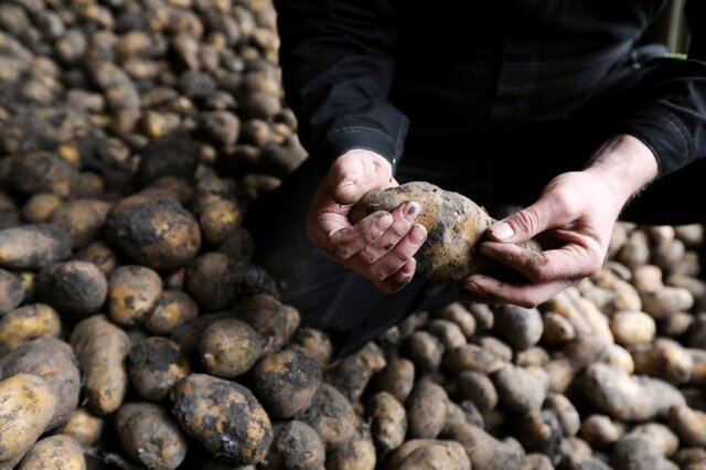 کشاورزان طارمی بیش از ۴۸ هزار تن سیب‌زمینی روانه بازار می‌کنند