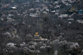 شکوفههای بهاری - همدان