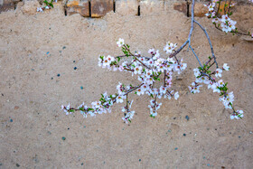 شکوفههای بهاری - قم