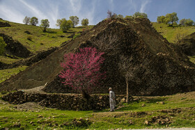 شکوفههای بهاری - خرمآباد