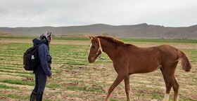 لزوم حمایت جهادکشاورزی از صنعت اسب/ قاچاق اسب در غیاب صادرات