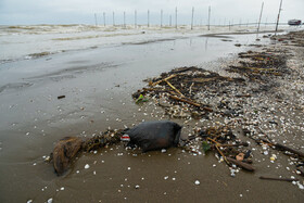 زباله بلای جان سواحل دریای خزر