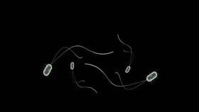 چگونه یون‌های نقره باکتری‌ها را از بین می‌برند؟