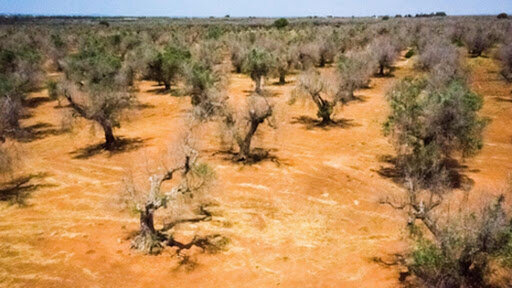 پوشش گیاهی مناطق جنوبی، قربانی بزرگ خشک‌سالی