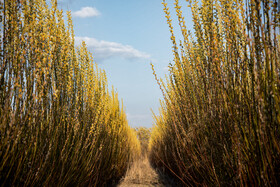 عطر بیدمشک در بهار ارومیه