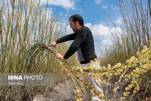 وقتی عطر توانمندی زنان در زندگی آنها میپیچید