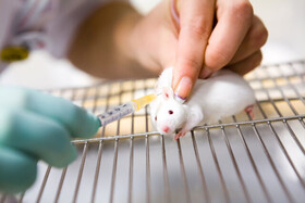 نقش سلول‌های بنیادی در درمان ضایعات نخاعی حیوانات مدل آزمایشگاهی