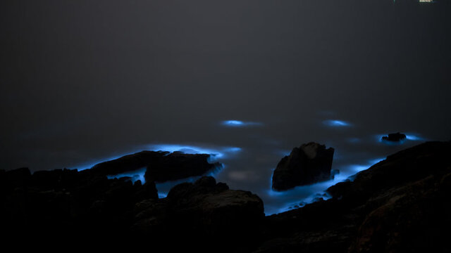 علت نورهای آبی عجیب در برخی سواحل چیست؟