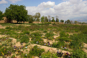 باغ «شاهزاده» کرمان