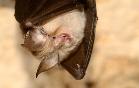شناسایی ۷ خفاش جدید در استان یزد