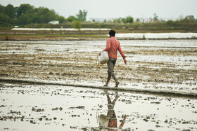 کود دهی و آماده سازی برای بالا بردن قوای خاک زمین قبل از کاشت نشاء برنج
