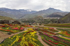 اولین دشت وسیع گل لاله کشور - البرز