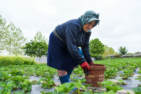 معمولا در این فصل بین سه تا چهار هزار نفر کارگر غیربومی برای کار کشاورزی به مازندران رجوع می‌کردند، اما امسال به خاطر شیوع کرونا از ورود غیربومیان جلوگیری شد.
