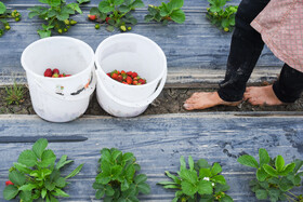 عدم ورود کارگران غیر بومی موجب بالا رفتن دستمزدهای کارگران  محلی شده است. دستمزدها بسته به زمین از ۷۰ هزارتومان الی۱۵۰ هزار تومان است.