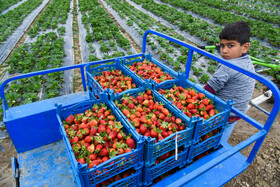 برداشت توت فرنگی در منطقه کوهی خیل شهرستان جویبار
