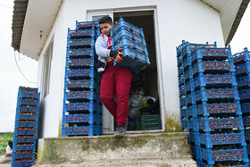 بسته بندی توت فرنگی جهت  عرضه به بازار میوه
