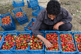 برداشت توت فرنگی در کوهی خیل جویبار مازندران
