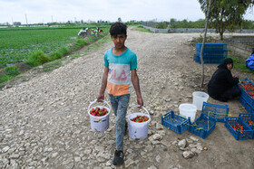 در میان کارگرانی که برای برداشت توت فرنگی  به مازندران می آیند، کودکان  کم سن و سال هم دیده می‌شود که در این شرایط کرونایی به اصول بهداشتی آنها هیچ توجه ای نمی‌شود.
