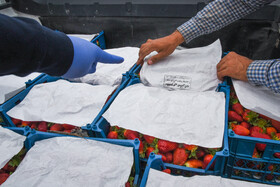 توت فرنگی برخی از مزارع مازندران به علت کیفیت بالا به کشورهای همجوار صادر می‌شود.
