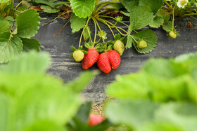 توت فرنگی‌ها به علت  استفاده از سم‌های کشاورزی نسبت به گذشته شکل ظاهری بهتری دارد و برای صادرات مناسب تر است.