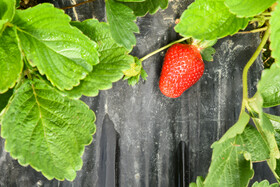 توت فرنگی به علت استفاده از سم‌های کشاورزی نسبت به گذشته شکل ظاهری بهتری دارد و برای صادرات مناسب‌تر است.
