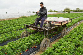 ابتکار یک کشاورز مازندران در تولید ماشین مناسب مزارع توت فرنگی جهت تسهیل در برداشت