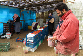 محل جمع آوری و بسته بندی توت فرنگی‌های برداشت شده