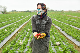 اکثرا زنان روستایی مرحله برداشت و بسته بندی توت فرنگی را انجام می‌دهند.

