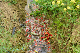 پس از برداشت به علت خراب نشدن محصولات برداشت شده توت فرنگی‌های آفت زده از توت فرنگی‌های سالم جدا می‌شود.
