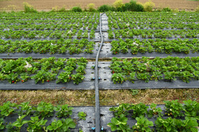 برداشت توت فرنگی در بهنمیر مازندران
