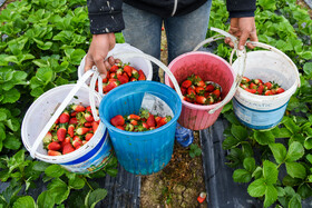 مازندران با سطح زیر کشت حدود ۲ هزار هکتار، پس از استان کردستان رتبه دوم تولید توت فرنگی را در کشور دارد.

