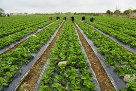 طرح فاصله‌گذاری اجتماعی باعث شده که کارگران نتوانند از استان‌های همجوار جهت برداشت توت فرنگی به مازندران بیایند و از سوی دیگر دستمزد کارگران بومی به نسبت بالاتر از کارگران استانهای همجوار است و این موجب بازدهی کمتر برای کشاورز می‌شود تا از برداشت محصول رضایت کافی نداشته باشد.
