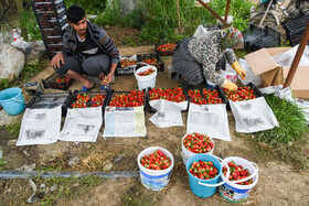 سیر صعودی قیمت سم‌های کشاورزی، بالارفتن دستمزد کارگران و دستبرد‌های شبانه به مزارع توت فرنگی از مشکلات جدی توت فرنگی کاران مازندرانی است.