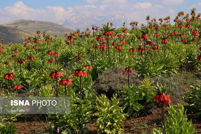  ورود گردشگران به دشت لاله‌های واژگون کوهرنگ ممنوع است