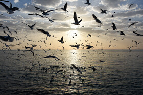 پرواز مرغ‌های دریایی بر آب‌های خلیج فارس 
